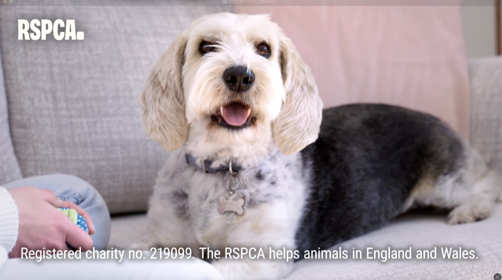 RSPCA - In Their Eyes - Friday's Child